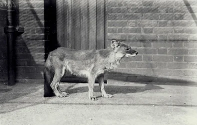 Sibirischer Wildhund oder Dhole im Londoner Zoo, Oktober 1916